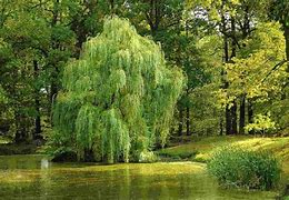 Image result for Bow of a Willow Tree