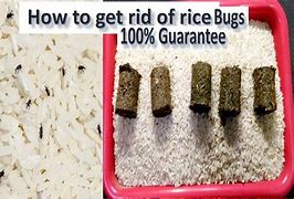 Image result for Rice Insects