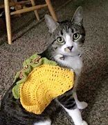 Image result for Taco Cat Costume