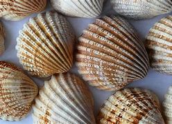 Image result for Corrugated Sea Clam Shell