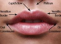 Image result for Cupid Bow Lips