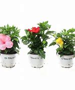 Image result for Maltese Plants