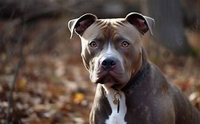 Image result for Pit Bull Dog Sitting