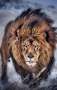 Image result for Lion HD 1080P