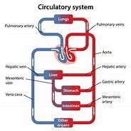 Image result for Circulatory System Labeled