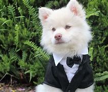 Image result for Most Expensive Dog