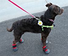 Image result for Dog Hiking Boots