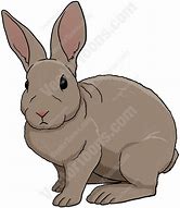 Image result for Amami Rabbit Cartoon