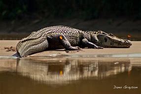 Image result for Amazon River Caiman