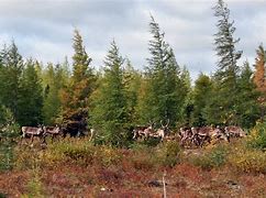 Image result for Caribou Reindeer Herds