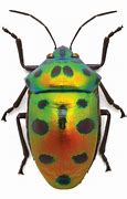 Image result for Insect Process Art