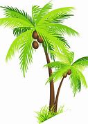 Image result for Coconut Tree Sap