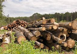 Image result for Lumber Pile