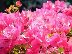 Image result for Tropical Plant with Pink Flowers