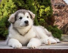 Image result for Perro Malamute