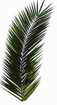 Image result for Palm Plant PNG