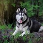 Image result for Husky Dog PFP