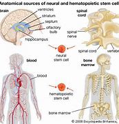 Image result for Stem Cell Function