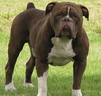 Image result for Old Victorian Bulldog