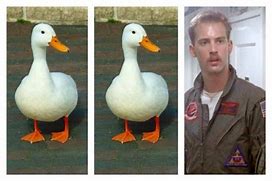 Image result for Duck Duck Goose Meme