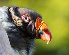 Image result for Vulture RW