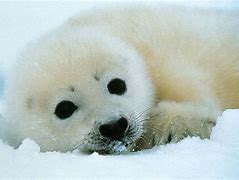 Image result for Fat Round Seal