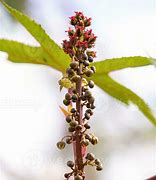 Image result for Golden Autumn Castor Bean Plant Picture