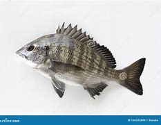 Image result for Black Sea Bream