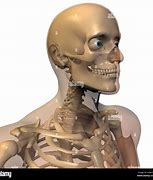 Image result for Skeleton Bling