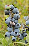 Image result for Blueberry Insects