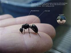 Image result for Ant Hand