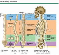 Image result for Vertebral Column and Spinal Nerves