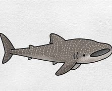 Image result for Whale Shark Art