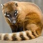 Image result for Panama Native Animals