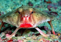 Image result for Oddity Fish