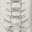 Image result for Drawing of Spine