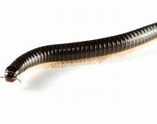 Image result for Black with Purple Plastic Worms