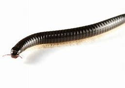 Image result for Little Black Worms