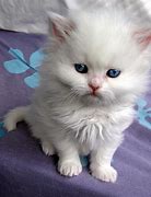 Image result for White Persian Kitten