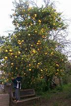 Image result for Bush Lemon Tree