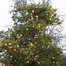 Image result for Bush Lemon Tree