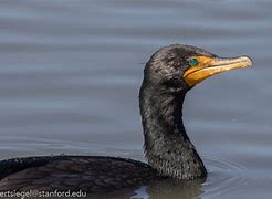 Image result for Cormorant Nose