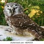 Image result for Owl Eyes Closed