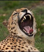 Image result for Danger Cheetah Teeth