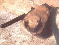 Image result for Arabic Bats