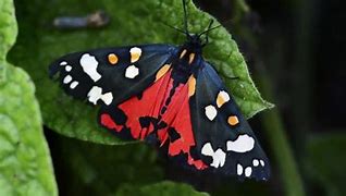 Image result for Tiger Moth Insect