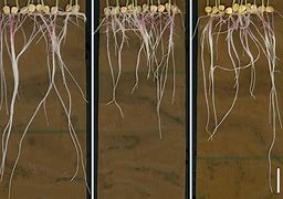 Image result for Plant Root Can Capture