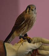 Image result for Ontario Birds of Prey