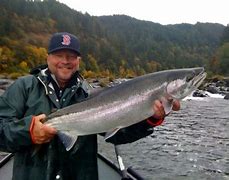 Image result for Steelhead Salmon