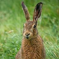 Image result for Award-Winning Brown Hare Photo